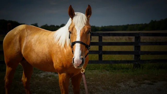A palomino horse facing the camera beside a wooden paddock fence.