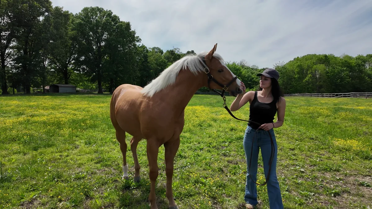 A woman handling a palomino horse in a paddock, from the Twisted Sisters showcase.